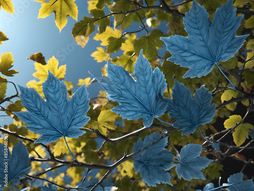 Autumn Maple or ivy blue Leaves. Copy Space. Fall Plant and Tree. Five points leaf.  photo