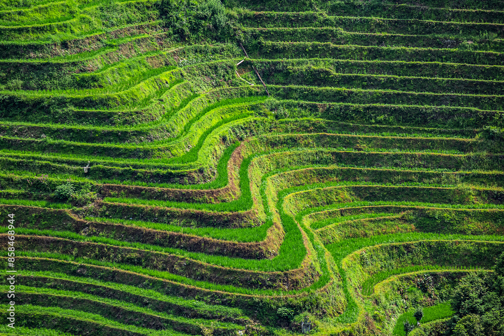 Longji Rice Terraces in Longsheng, or called Longsheng Rice Terraces, is located in the mountainous area of Guilin. Dazhai village, Guangxi Zhuang Autonomous Region China. Longji Rice Terraces in Longsheng, or called Longsheng Rice Terraces, is located in the mountainous area of Guilin. Dazhai village, Guangxi Zhuang Autonomous Region China.