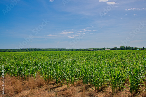 Corn Growning in Northwest Louisiana in Early Summer photo
