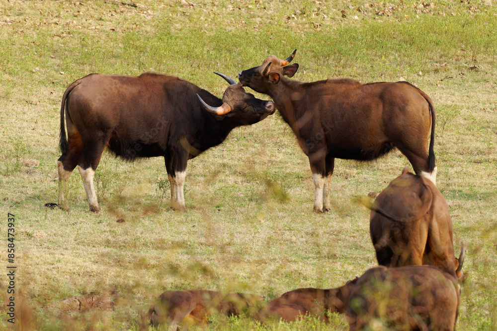 The gaur - Bos gaurus, also Indian bison, portrait on a green background, the largest extant bovine native to South Asia and Southeast Asia, in India. Animals in the forest and meadow The gaur - Bos gaurus, also Indian bison, portrait on a green background, the largest extant bovine native to South Asia and Southeast Asia, in India. Animals in the forest and meadow