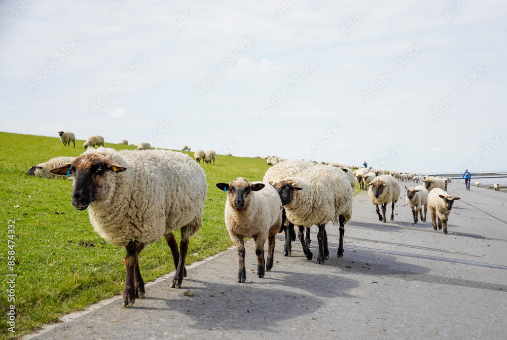 Obraz premium Germany, Norddeich. Sheep on the dyke on the North Sea coast of the German Wadden Sea