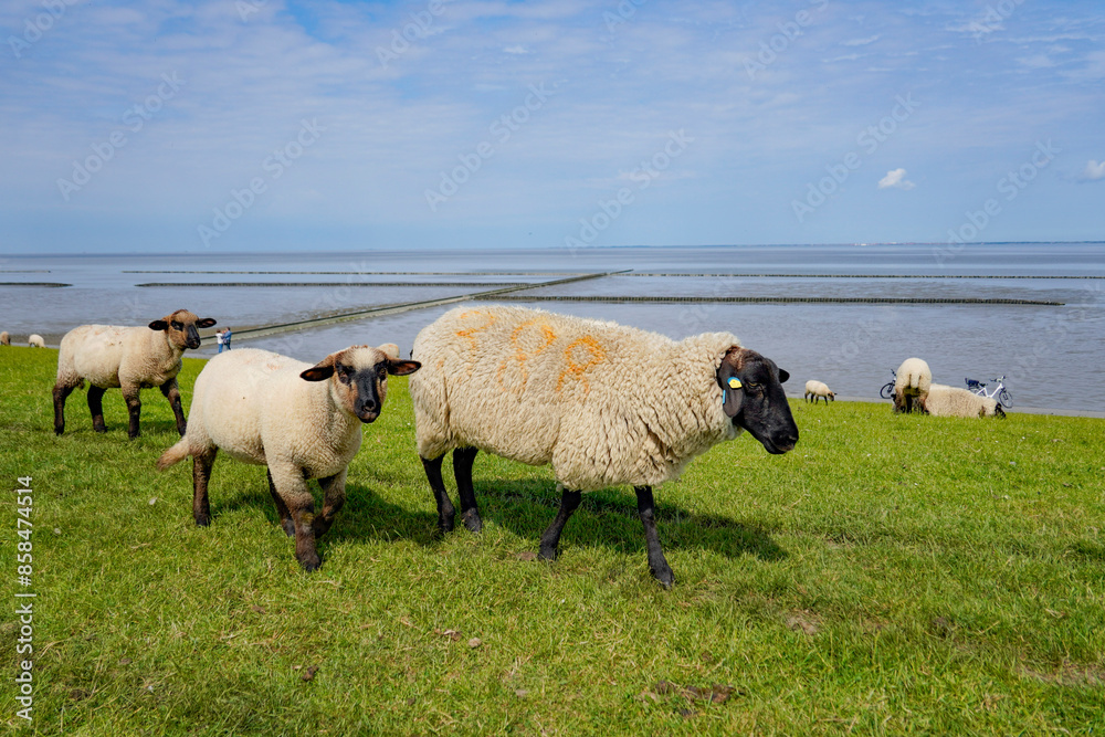 Deutschland. Norddeich. Schafe am Wattenmeer Deutschland. Norddeich. Schafe am Wattenmeer