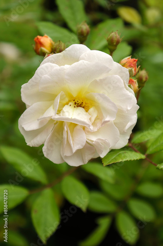 Rose flower in nature are brightly