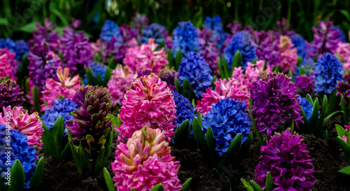 Violet Lilac Pink Blue Wild Hyacinth Holland Netherlands Keukenhof Flower