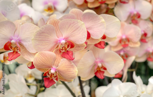 Pink Red White Wild Orchid Holland Netherlands Keukenhof Rare