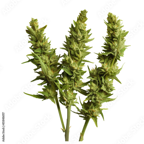 cannabis buds. vector file. isolated. transparent