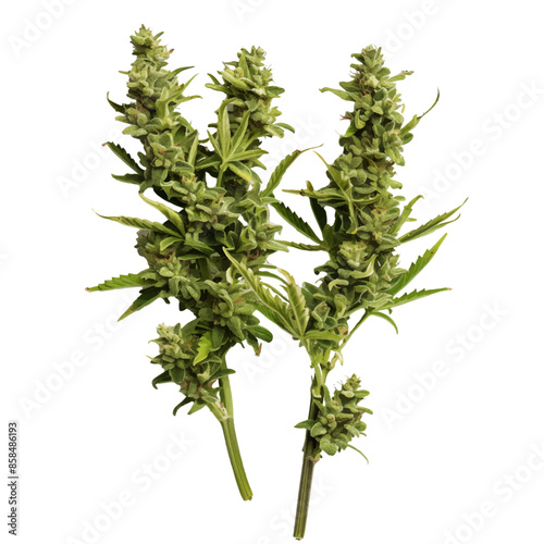 cannabis buds. vector file. isolated. transparent