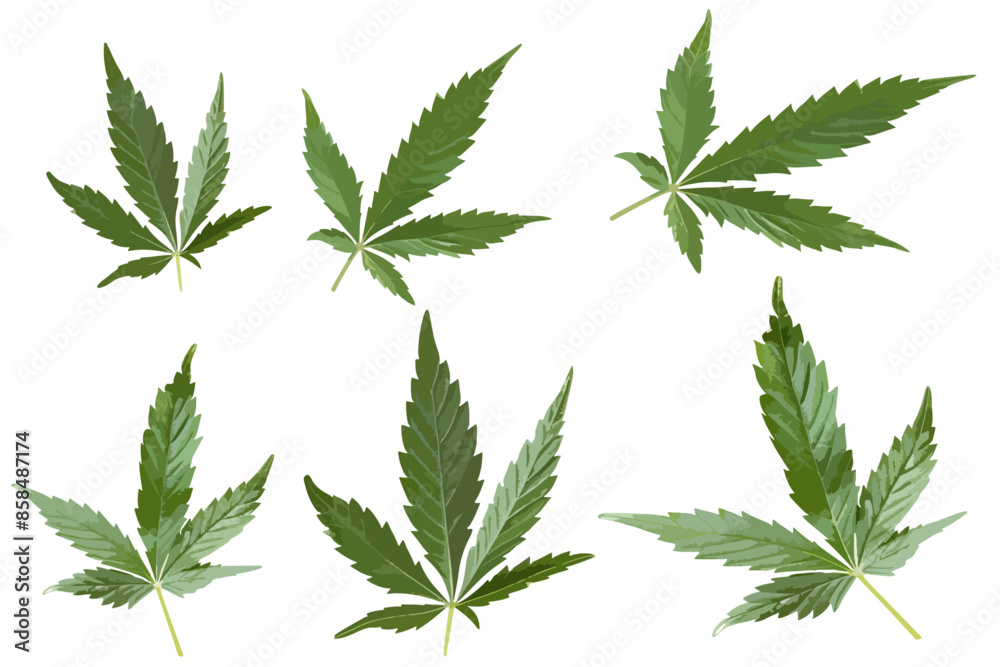 cannabis buds. vector file. isolated. transparent
cannabis buds. vector file. isolated. transparent