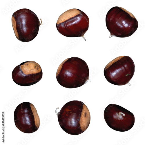 Chestnut set. vector file. isolated. transparent