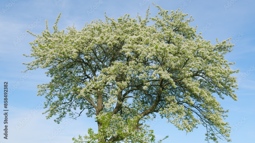 Fototapeta premium Green Foliage On A Pear Tree In Spring Bloom. White Flowers Bloom From March To April. Blooming White Pear Or Pear Flowers Under Morning Sunlight.