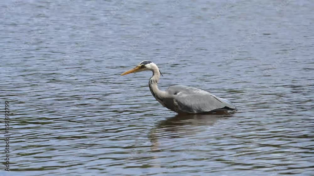 Grey Heron, Ardea cinerea, hunting in the lake, it has just caught a small fish. Scotland, Highlands Grey Heron, Ardea cinerea, hunting in the lake, it has just caught a small fish. Scotland, Highlands