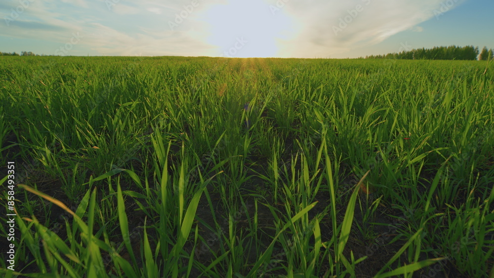 Obraz premium Wheat Plants Ear Or Pods. Natural Background. Field Of Young Green Wheat. Green Field Of Young Wheat. Large Harvest Of Wheat In Summer On Field Landscape.