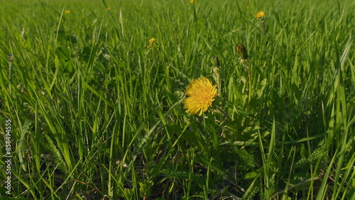 Clearing Of Bright Yellow Flowers In A Green Meadow. Green Grass And Blooming Dandelions In Spring. photo