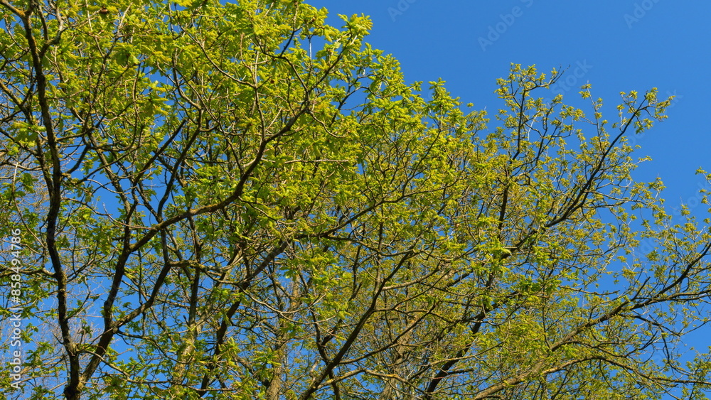 Fototapeta premium Young Tender Oak Foliage Swaying In Fresh Wind. Beautiful Oak Tree Foliage With Green Foliage. Summer Bright Background With A Branch And Leaves Of An Oak Close-Up Against A Blue Sky.