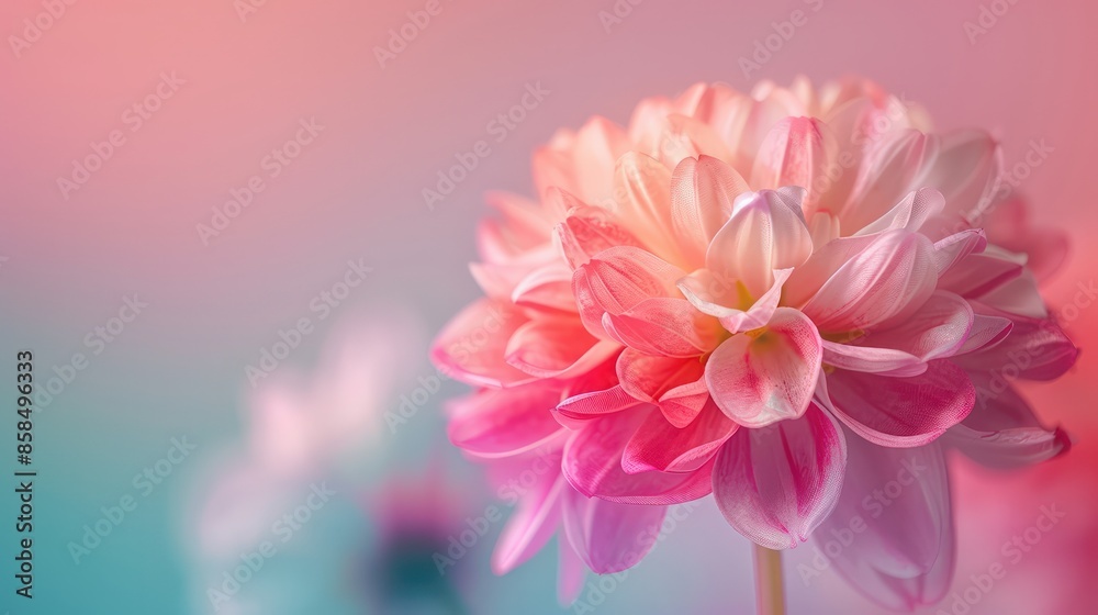 Fototapeta premium A pink and white flower with a blue background. The flower is the main focus of the image