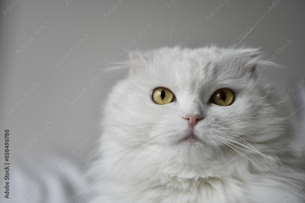 White cat White cat