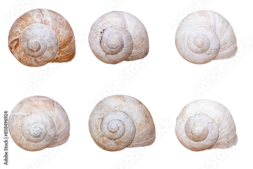 sea shells set. vector file. isolated. transparent
