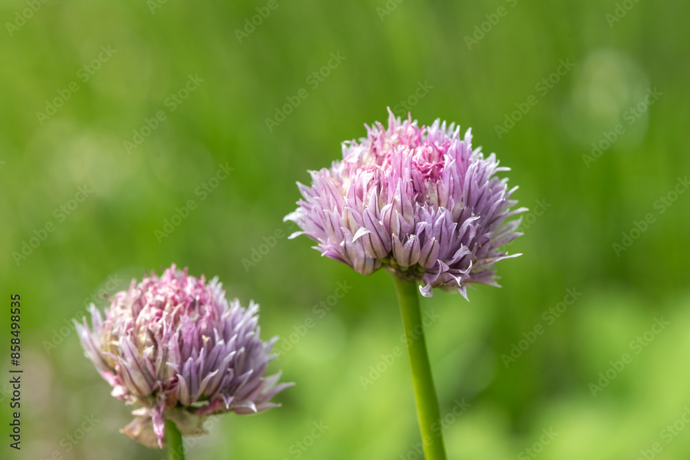Close up of chives (allium schoenoprasum) flowers in bloom Close up of chives (allium schoenoprasum) flowers in bloom