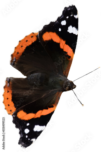 Butterfly. vector file. isolated. transparent