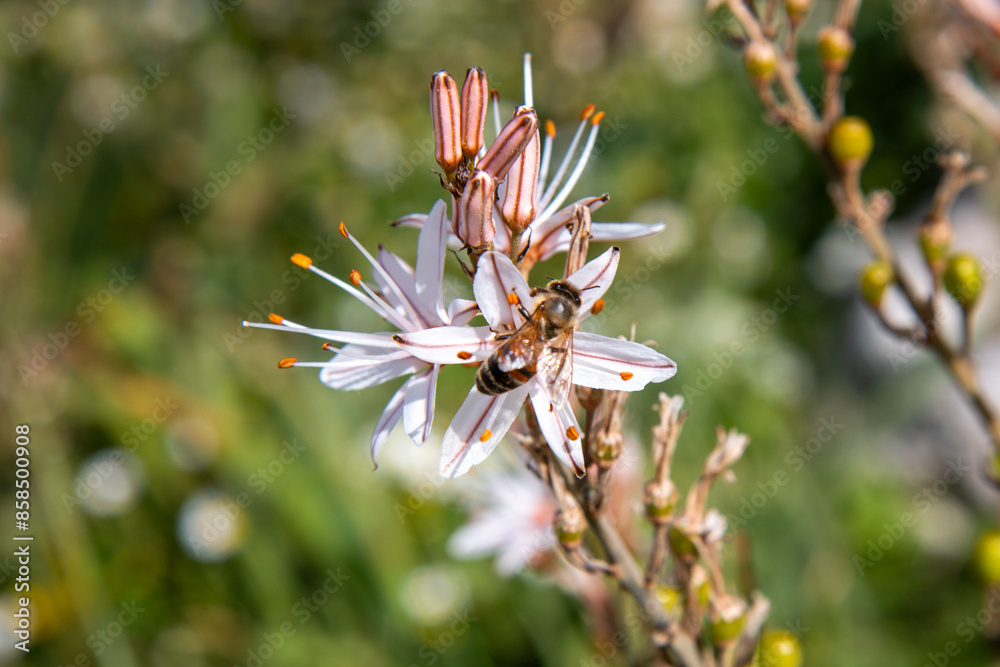 asphodel also king's spear (Ästige Affodill) Asphodelus ramosus