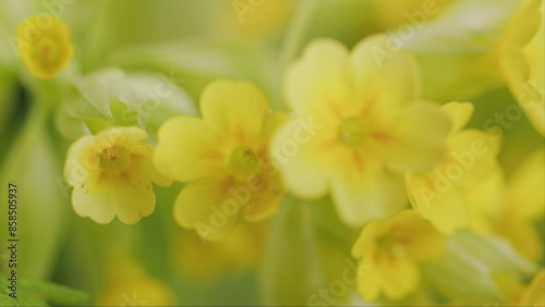 Yellow Flower Of Primrose Blossoms Under Sun. Legally Protected. Flowering Cowslip Primroses Or Primula Veris In A Wild Meadow.
