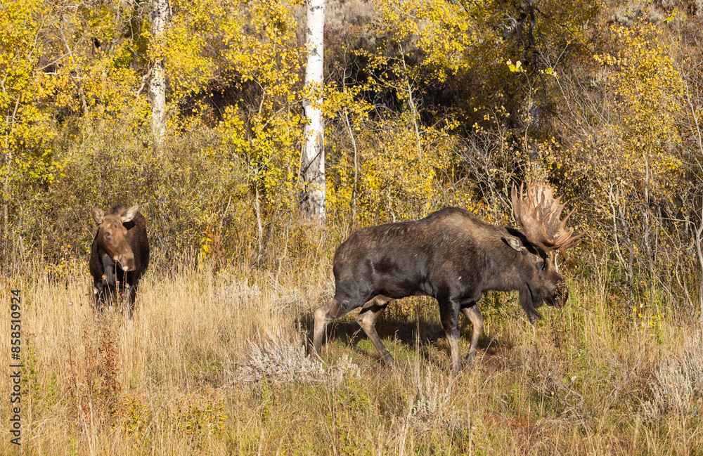 Bull and Cow Moose Rutting in Autumn in Wyoming Bull and Cow Moose Rutting in Autumn in Wyoming