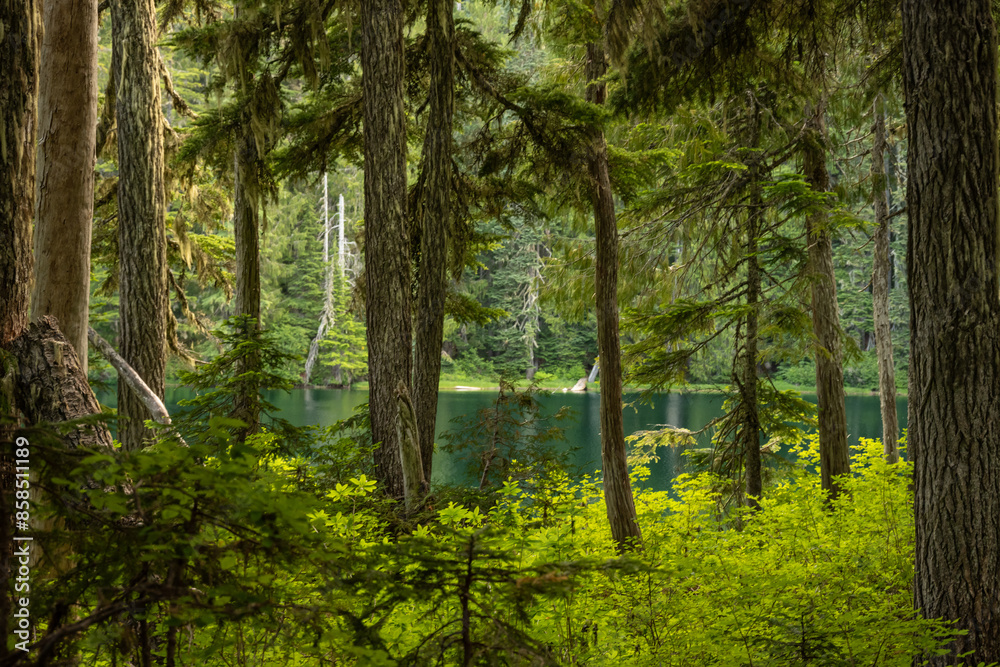 Obraz premium Peeking Through Forest to Green Waters of Lake George