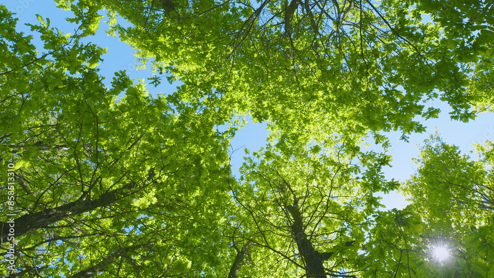 Fototapeta premium Nature Scene With Fresh Leafs. Green Deciduous Trees Against Blue Sky. Canopy Of Tall Trees Frame Clear Blue Sky.