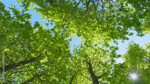 Nature Scene With Fresh Leafs. Green Deciduous Trees Against Blue Sky. Canopy Of Tall Trees Frame Clear Blue Sky.
