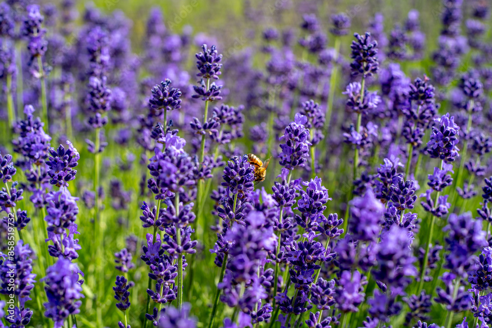 Naklejka premium 幌見峠のラベンダー（北海道札幌市中央区円山西町）
