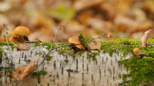 Edible mushrooms from armillaria mellea growing on a wood. Orange brown colored honey fungus. Close up. photo