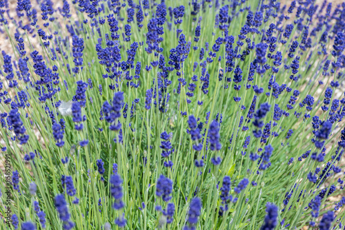 Lavandula angustifolia aka Imperial Gem Lavender in a field