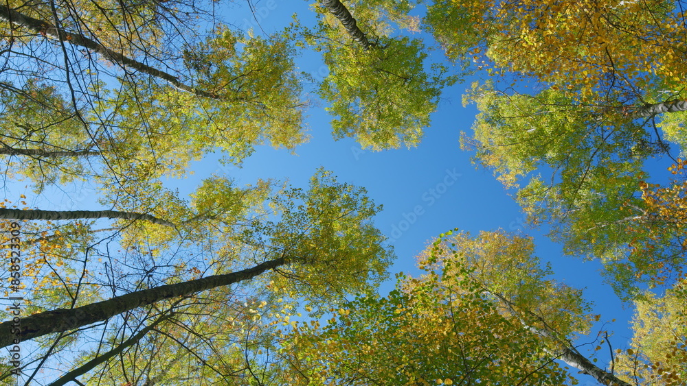 Obraz premium Autumn background. Treetops in full autumn color. Yellow autumn leaves against blue sky. Wide shot.