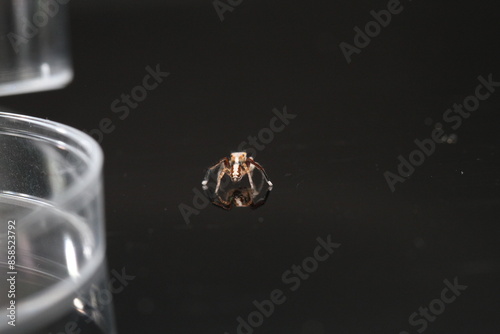 saitis barbipes jumping spider on green plant in garden adult male spider photo