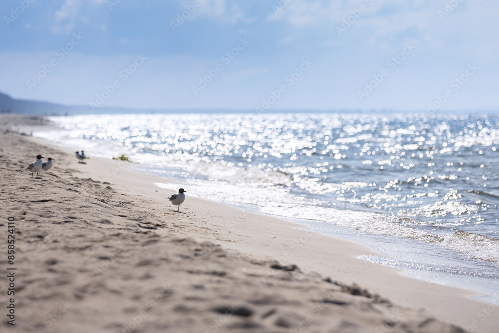 Obraz premium Linia brzegowa nad morzem, krajobraz morski, tapeta, wakacje i wypoczynek w słoneczny dzień, Morze Bałtyckie i piaszczysta plaża