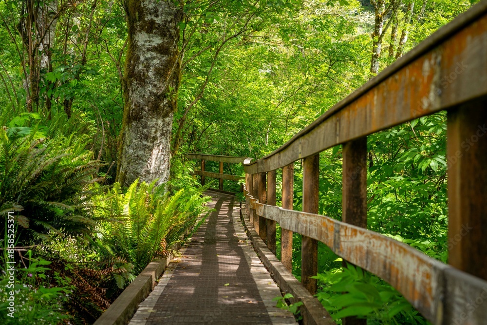 Fototapeta premium Forest trail bridge
