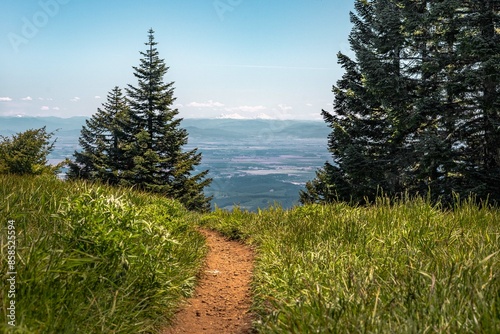 Forest path leading to mountains