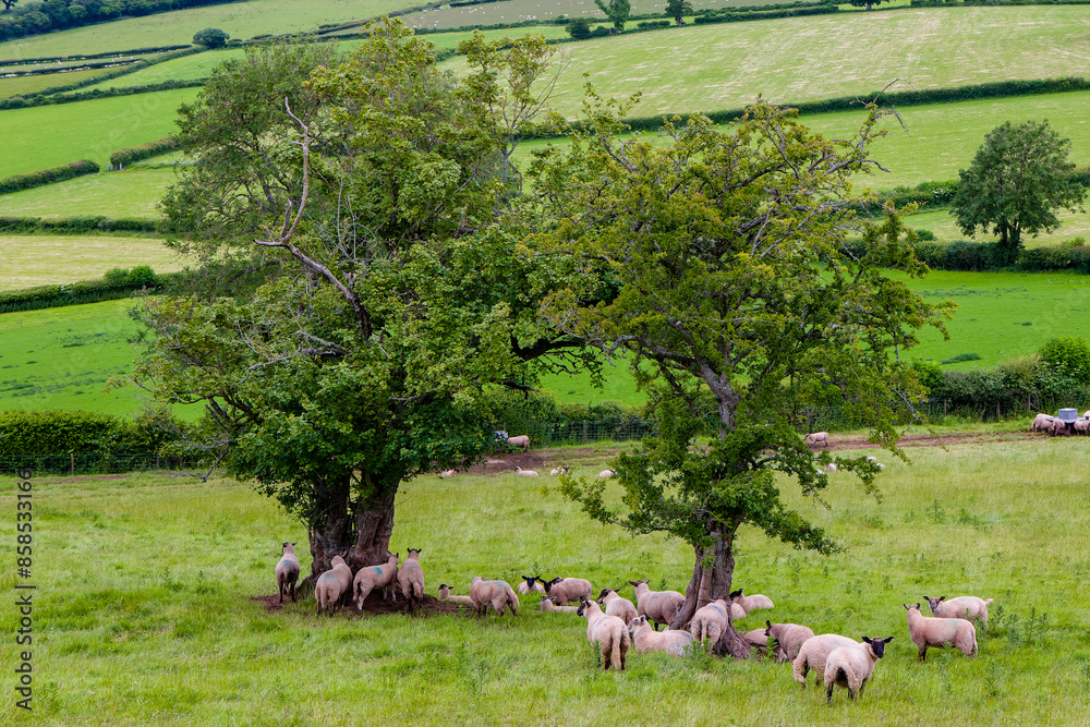 Obraz premium Sheep and lambs on a Welsh hillside in the Brecon Beacons National Park