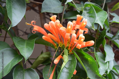 Flowers and plants in Atitlan lake, Guatemala