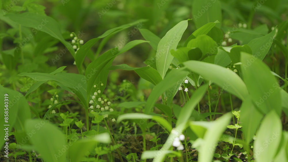 Glade of lilies of valley growing in spring among trees. Convallaria majalis. Slow motion. Glade of lilies of valley growing in spring among trees. Convallaria majalis. Slow motion.