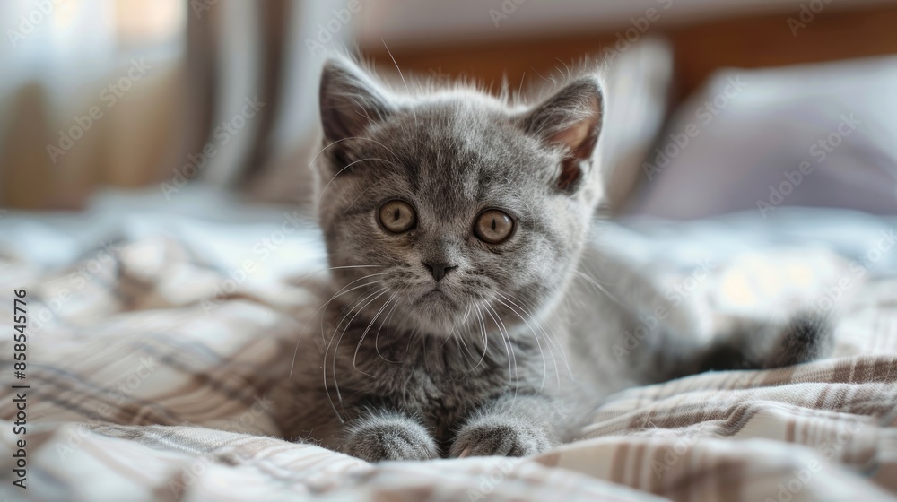 Cute British Shorthair kitten posing on bed gazing at camera in domestic setting Cute British Shorthair kitten posing on bed gazing at camera in domestic setting
