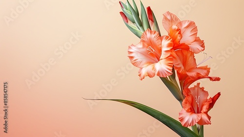 A graceful gladiolus with space for text against a solid soft background.