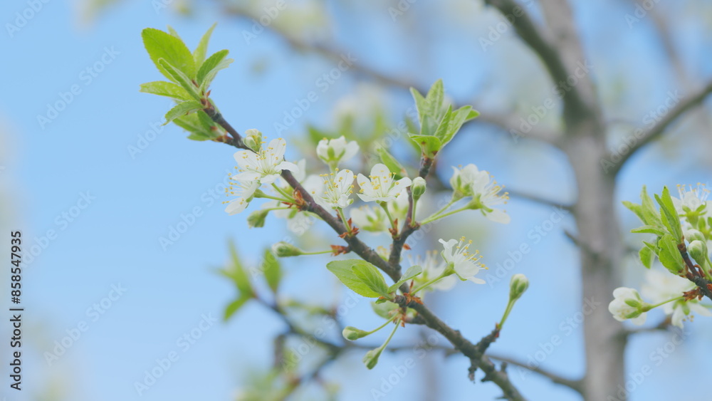 Obraz premium Cherry blossom in spring for background. Branch with white flowers in spring bloom. Slow motion.