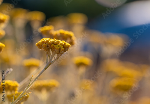 Принти на полотні Detail of yellow flowers of immortelle or everlasting (Helichrysum arenaria) ill