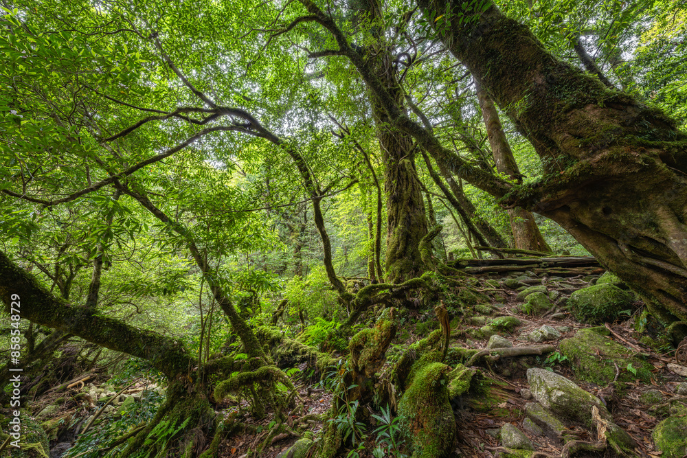 Green moss forest, Yakushima Island, Japan Green moss forest, Yakushima Island, Japan
