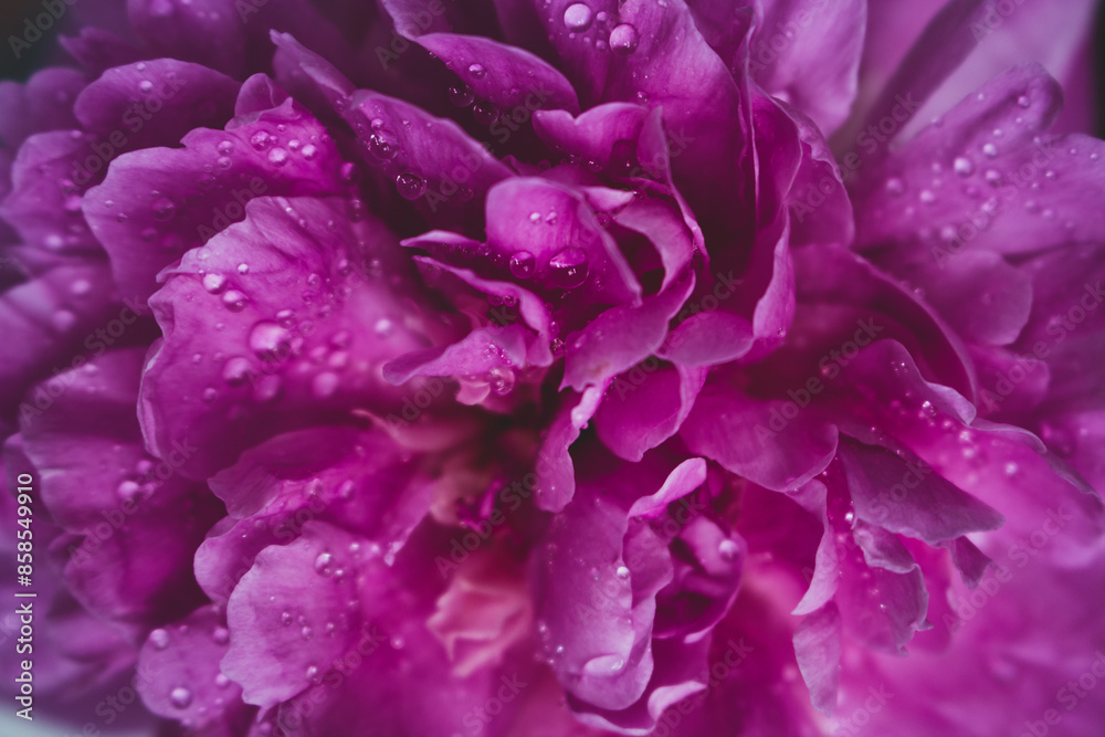 Pink petals with water drops, close up. Flower petal with dew. Pink flower background. Beauty in nature. Natural background. Love and romance concept. Floral decoration. Purple petal with drops.