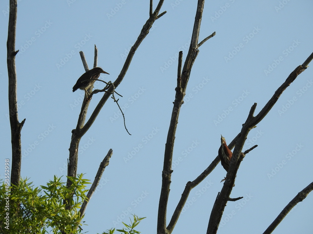 Green herons, high up in the trees, within the wetland forest of the Bombay Hook National Wildlife Refuge, Kent County, Delaware. Green herons, high up in the trees, within the wetland forest of the Bombay Hook National Wildlife Refuge, Kent County, Delaware.