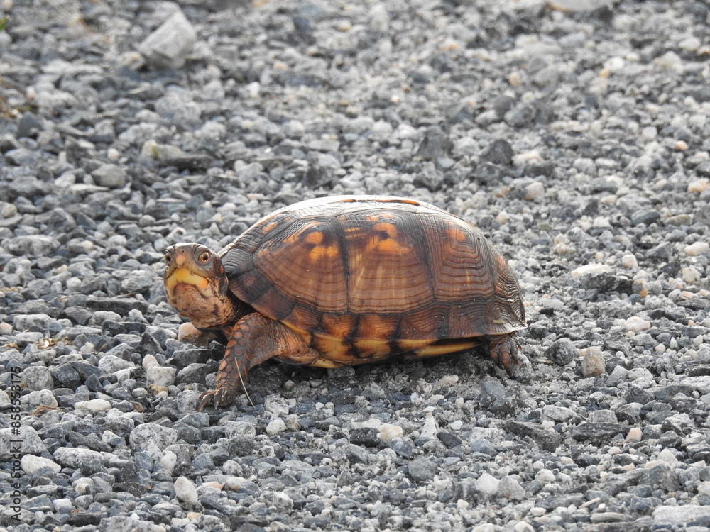 Eastern box turtle living within the wetlands of Bombay Hook National Wildlife Refuge, Kent County, Delaware. Eastern box turtle living within the wetlands of Bombay Hook National Wildlife Refuge, Kent County, Delaware.