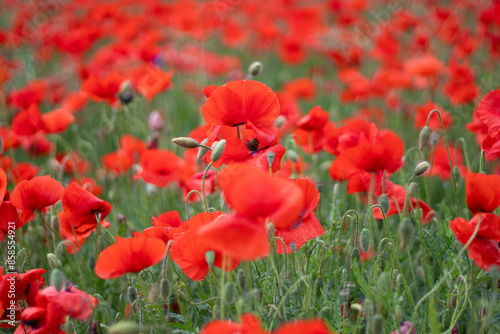 A beautiful spring red field of poppies