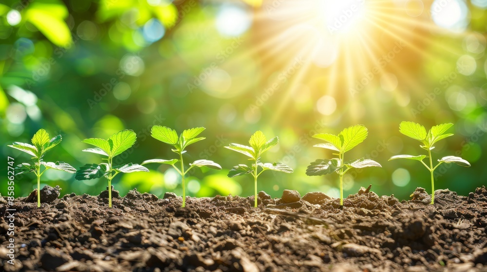 Sunlit young cannabis seedlings in bokeh captured in a plantation photography shot Sunlit young cannabis seedlings in bokeh captured in a plantation photography shot